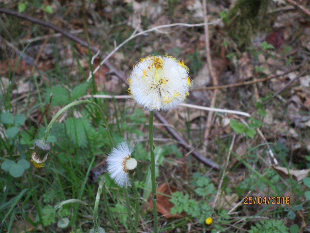 AlmutInselmann's tweet photo. Waldpusteblumenweg 3 https://t.co/Gg4GbJZ8rV https://t.co/RhXHBziLFv