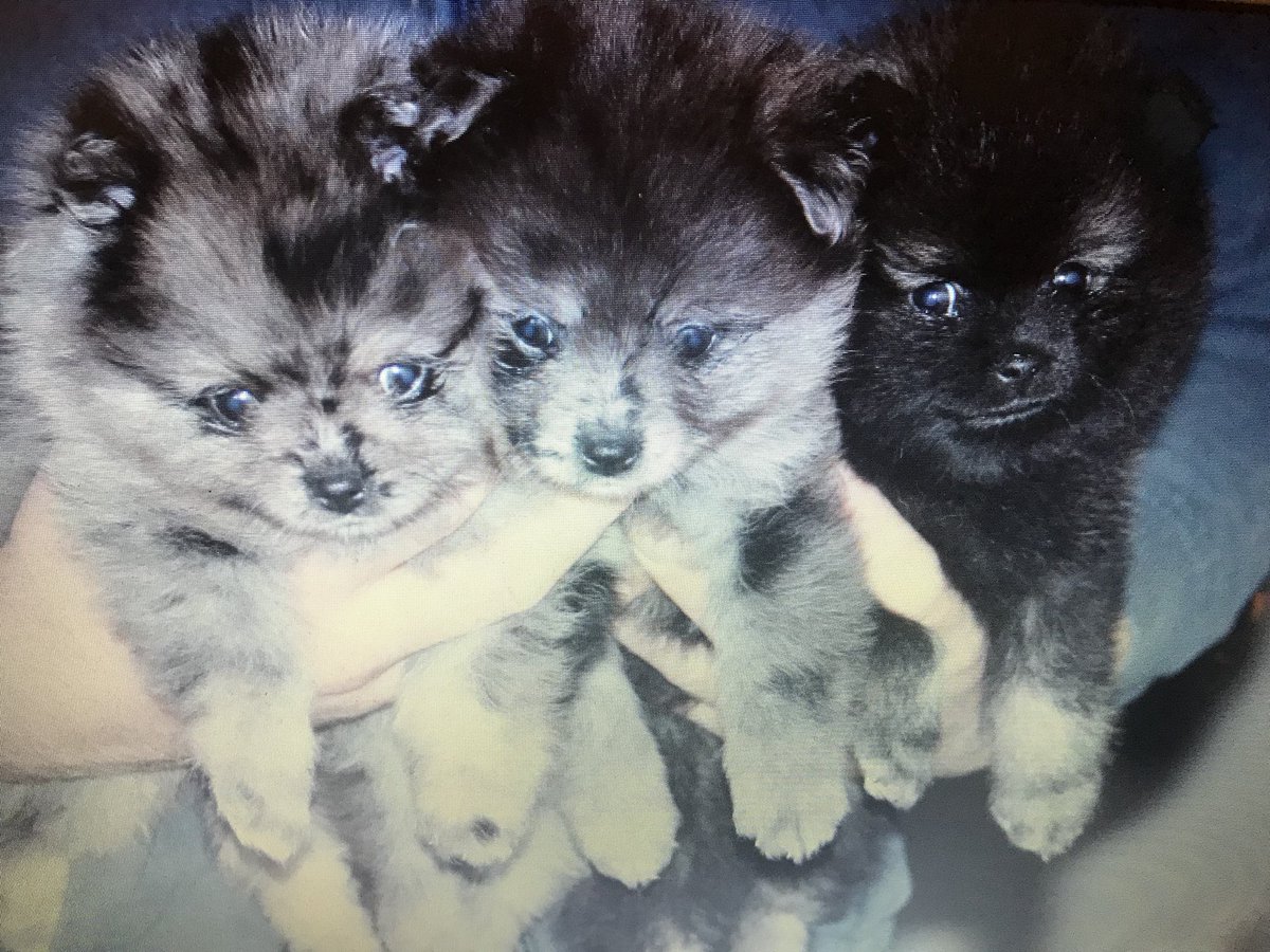 DaleyFish's tweet image. #pompuppies❤️