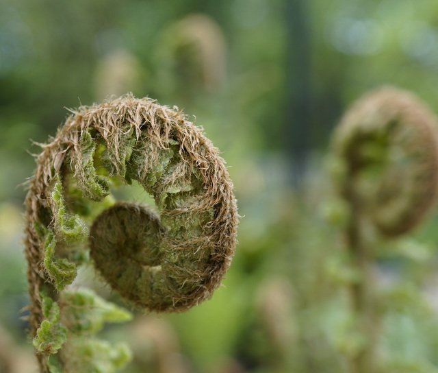 RHSPressOffice's tweet photo. That brief period now when ferns make croziers is a magical time @The_RHS gardens. #ferns #uncurl https://t.co/ajaBWOI8iG