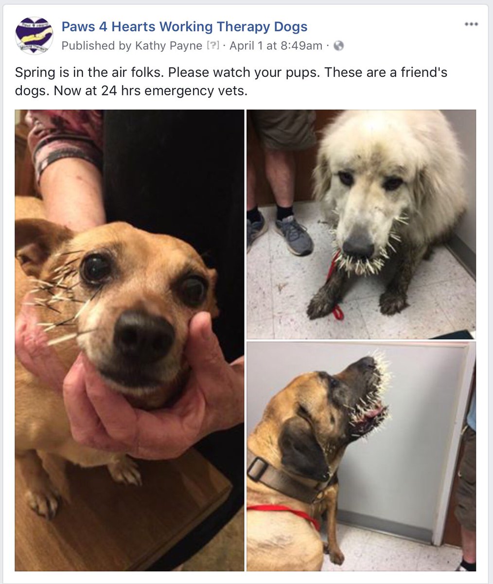 Paws4HeartsWTD's tweet photo. https://t.co/8FLEzbTaCf
