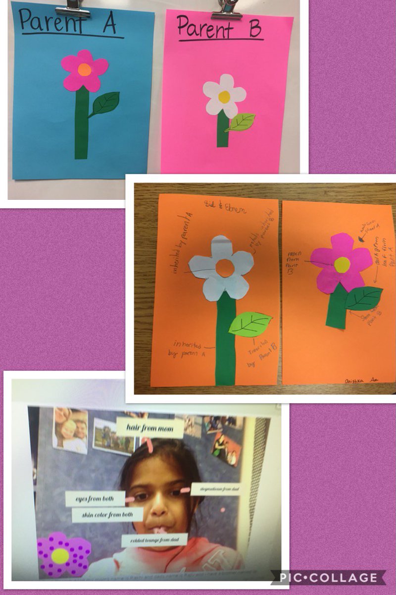 MrsKnowles_3rd's tweet photo. Ss have loved learning about inherited traits! Today we made our own plant “offspring” with traits from their “parents”, then they applied it to real life by labeling their OWN inherited traits from their family on @Seesaw. @HospElementary #hosplearns https://t.co/I9VfqxTgfy
