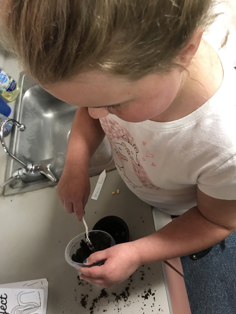 tong2tarnold's tweet photo. Today our 3rd graders had the opportunity to explore the process of planting corn using different soil types. Thank you #KansasCornSTEM @kansascornSTEM @kscorn https://t.co/jEF4U13xjw