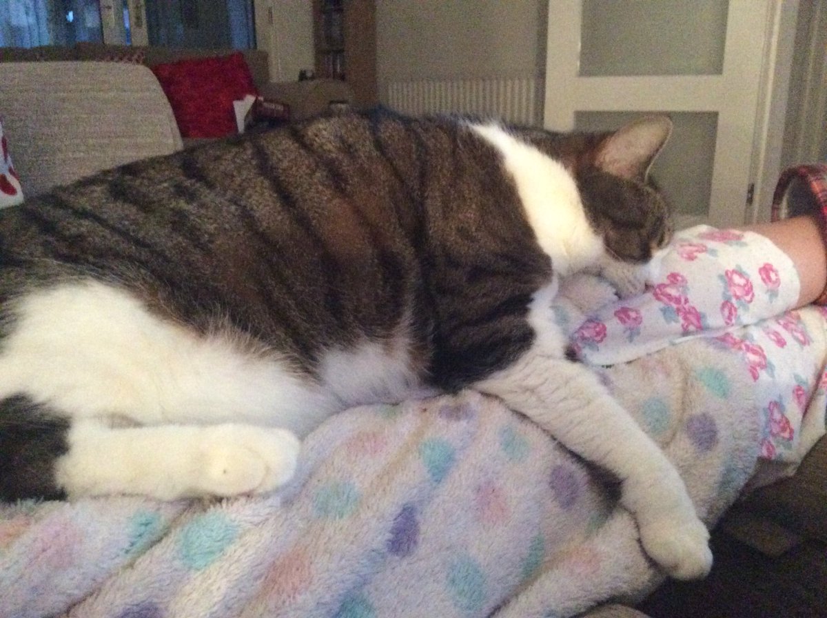 FelixLumpus's tweet photo. When you’ve Wednesdayed like a boss, there’s only one thing for it... Nap time! Happy hump day! #tabby #CatsOnTwitter #catsoftwitter https://t.co/5arswpz7p8
