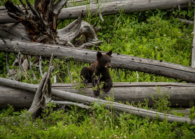 YourAdventureRx's tweet photo. Wildlife, and Wild Women, Your Adventure Rx - come find your #wildlife with us!
#bigskyresort
#Bozeman
#createyouradventure
#empoweringwomen
#explore
#fun
#gyspylife
#hiking
#nature
#optoutside
#outdoors
#trail
#wellness
#wildwomen
#womentravel
#yellowstone
#youradventurerx https://t.co/SldySh0Dwc