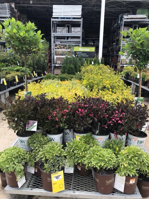 COLOR COLOR and more COLOR!  Who wouldn’t want to shop this Garden Center?  Home Depot Bellevue in Nashville. <a href="/Pat_Fischetti/">Patrick Fischetti</a> <a href="/THD_HXT/">Thompson</a> <a href="/Rohdert/">Nick Rohdert</a> <a href="/DanStuppiello/">Dan Stuppiello</a> <a href="/pameladaugher17/">Pamela Daugherty</a> <a href="/VWIGreenhouse/">VanWingerden 🌱</a>