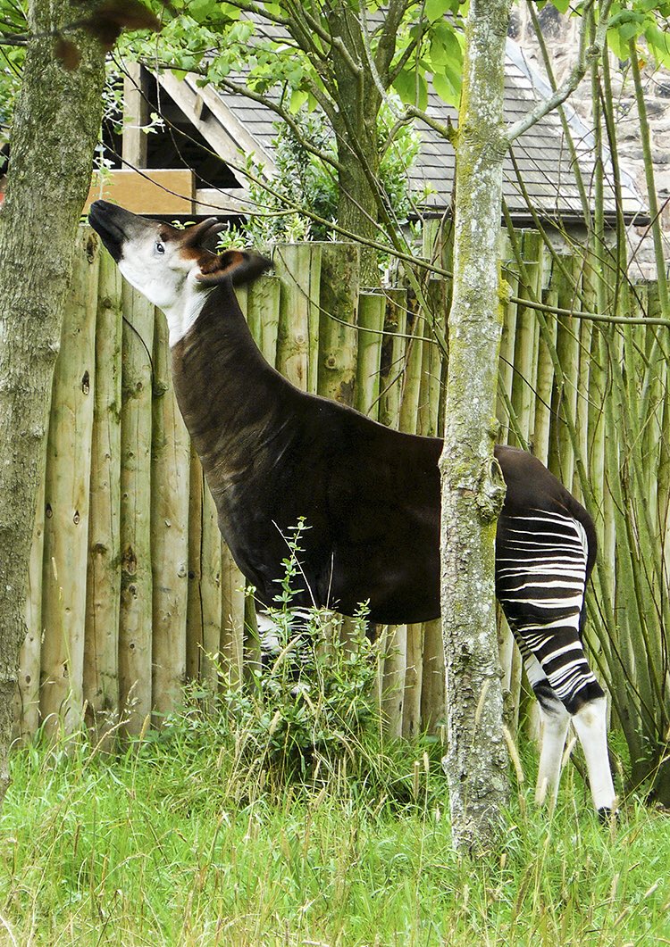 KellyMitchPhoto's tweet photo. Absolutely #Love the #Okapi at @chesterzoo probably one of my favourite animals! It’s great to watch them on #TheSecretLifeOfTheZoo! 
•
•
#TheZoo #ChesterZoo #Photography #Animals #Beautiful #Cute #AnimalPhotography #OkapiLove #HappyPlace #FavouritePlace @channel4 #RIPStuma https://t.co/VyLWUhaMsL