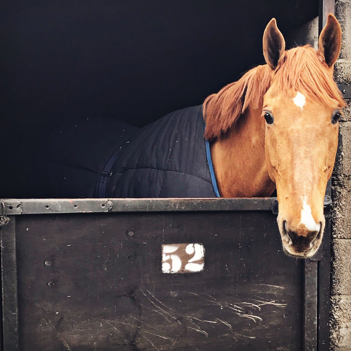 JakeJSaywell's tweet image. We are back at @wales_and_west this week for Chepstow International 🏴󠁧󠁢󠁷󠁬󠁳󠁿✨