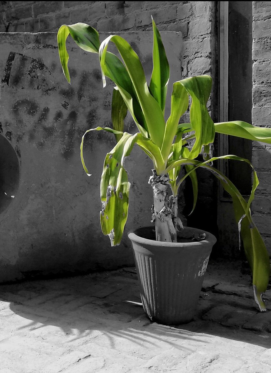 fiyawan1's tweet photo. The Living Greens https://t.co/zWOexxVmI9