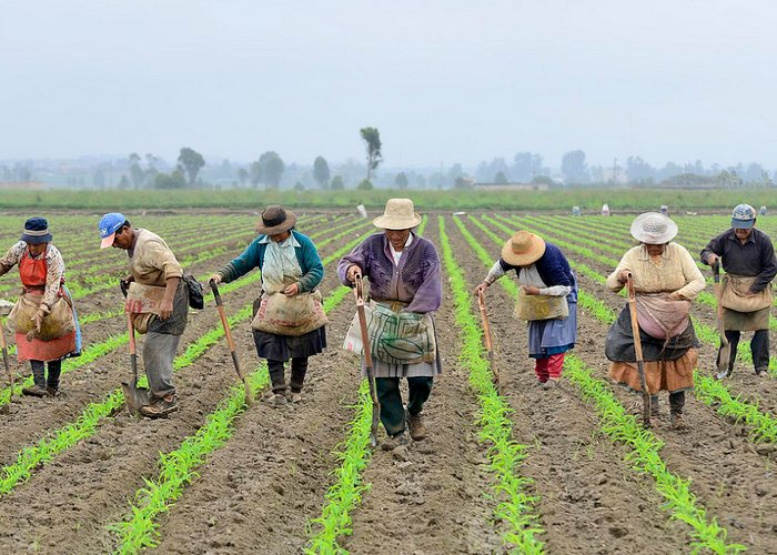 Colombiainpeace's tweet photo. #SabiasQué  (...) hasta la capacitación en temas de liderazgo, relaciones humanas e integración social, para la inserción de sus comunidades en los alcances y beneficios de las tecnologías del siglo XXI. #Colombiainpeace #Campesinoslíderes https://t.co/5ayKJyAZkw