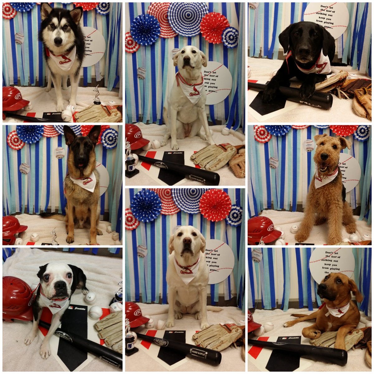 Take Me Out to the Ball Game ⚾ 2018 ❤ #inspiredbypets <a href="/RaySims571/">rsims</a> <a href="/JschroederJamie/">Jamie Schroeder</a> <a href="/JoannaZucker/">Joanna Zucker</a>
