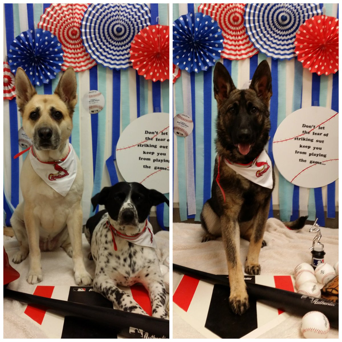 We had so much fun playing baseball with our friends today! 😍 Take Me Out to the Ball Game ⚾ 2018 ❤ #inspiredbypets <a href="/RaySims571/">rsims</a> <a href="/JschroederJamie/">Jamie Schroeder</a> <a href="/JoannaZucker/">Joanna Zucker</a>