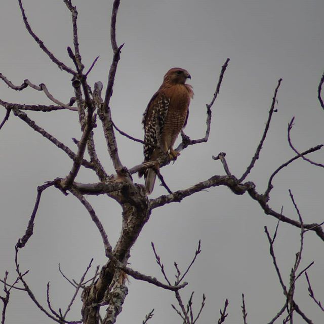 Texas Hawk 👁️ ift.tt/2vLXpCZ
