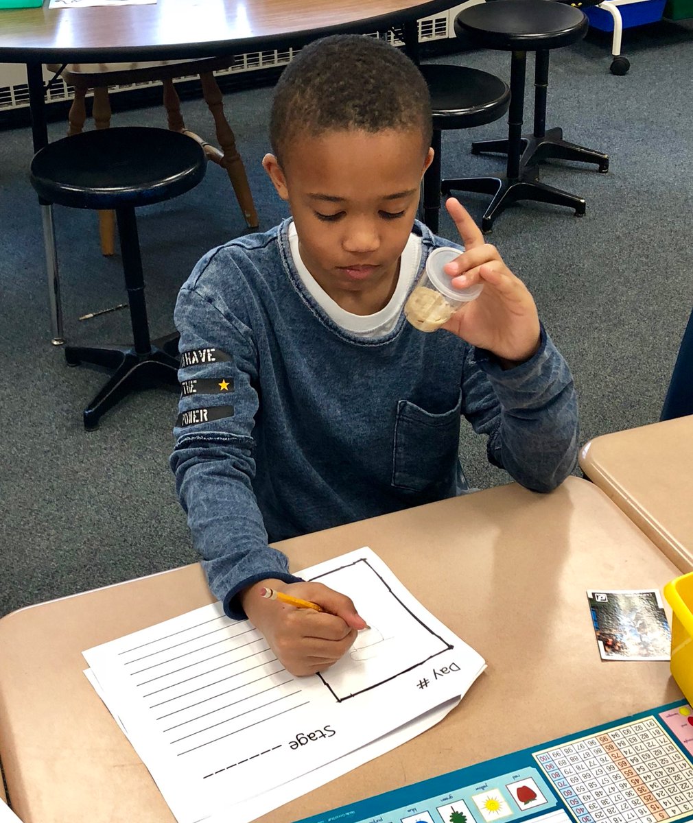 emiller2ndgrade's tweet photo. Our caterpillars are just a little bit exciting!!!!!!!!! 🐛 @HWESPatriots #WEareLakota https://t.co/G3nZVCbInc