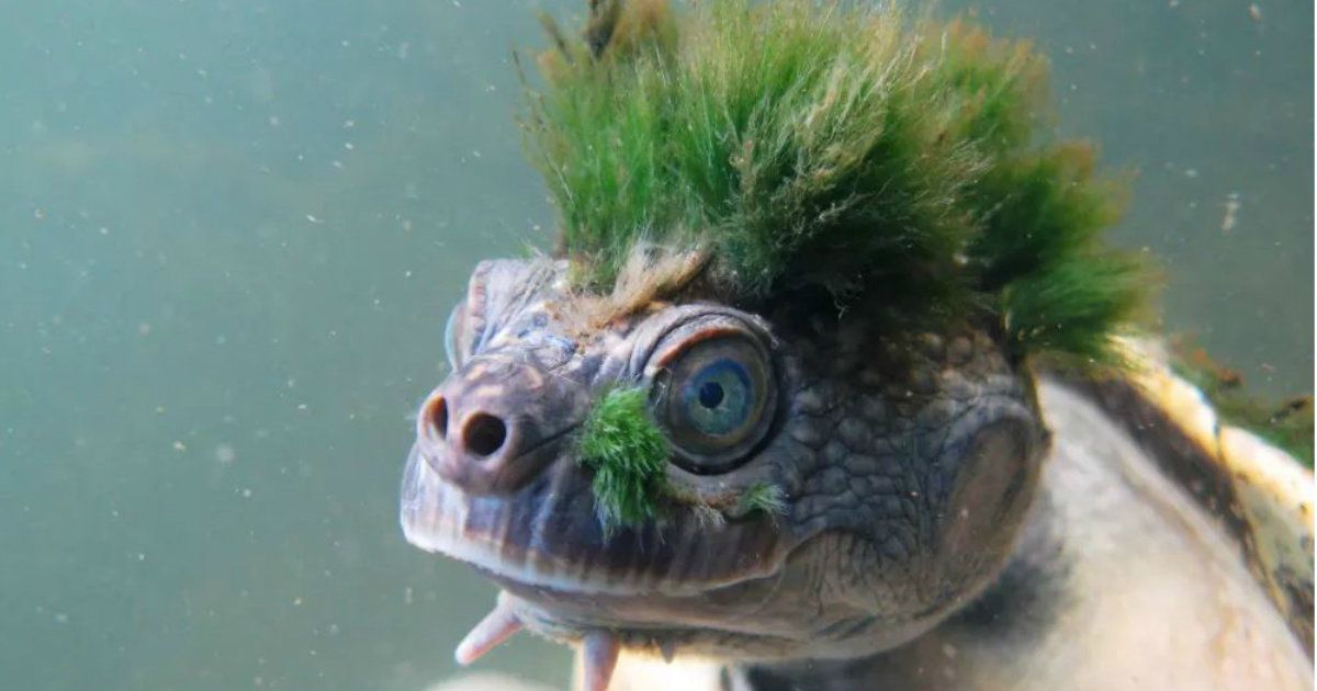 MarkHamill's tweet image. Who wore it better?
#HairDonts