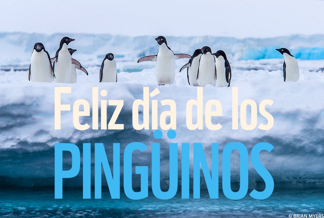 WWFnoticias's tweet photo. Hoy celebramos a estas increíbles y vulnerables criaturas, amenazadas principalmente por el cambio climático. Conoce más sobre cómo trabajamos en WWF y @Vida_Silvestre para salvarlos: https://t.co/A8yYhh0GqC #DiaMundialDelPingüino RT para que todos se enteren! ❄️🐧🆘 https://t.co/xyH0xRl3lm