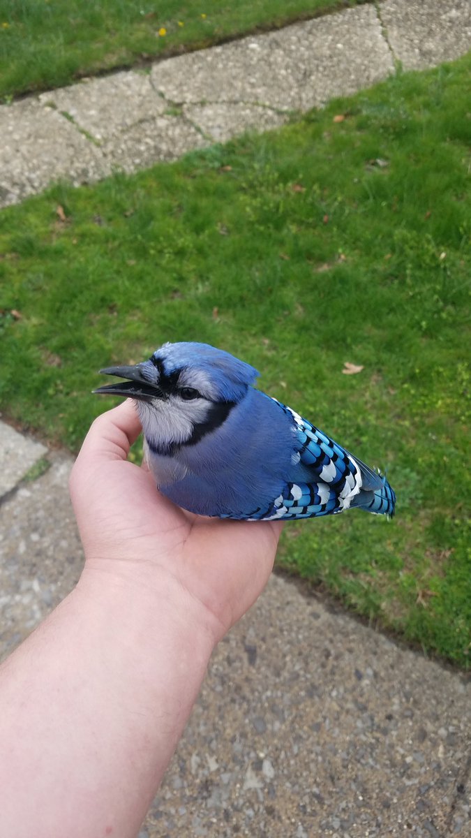 Dragonfireny's tweet photo. Things I didn't expect to happen today. Grab a stunned blue jay off a busy road before he got hit https://t.co/PSiV8E5AK8