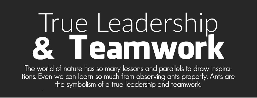 Colonies117's tweet image. Learn true leadership &amp;amp; teamwork from ants.
buff.ly/2HlITam
#Ants #AntFarms #AntFarmsforsale