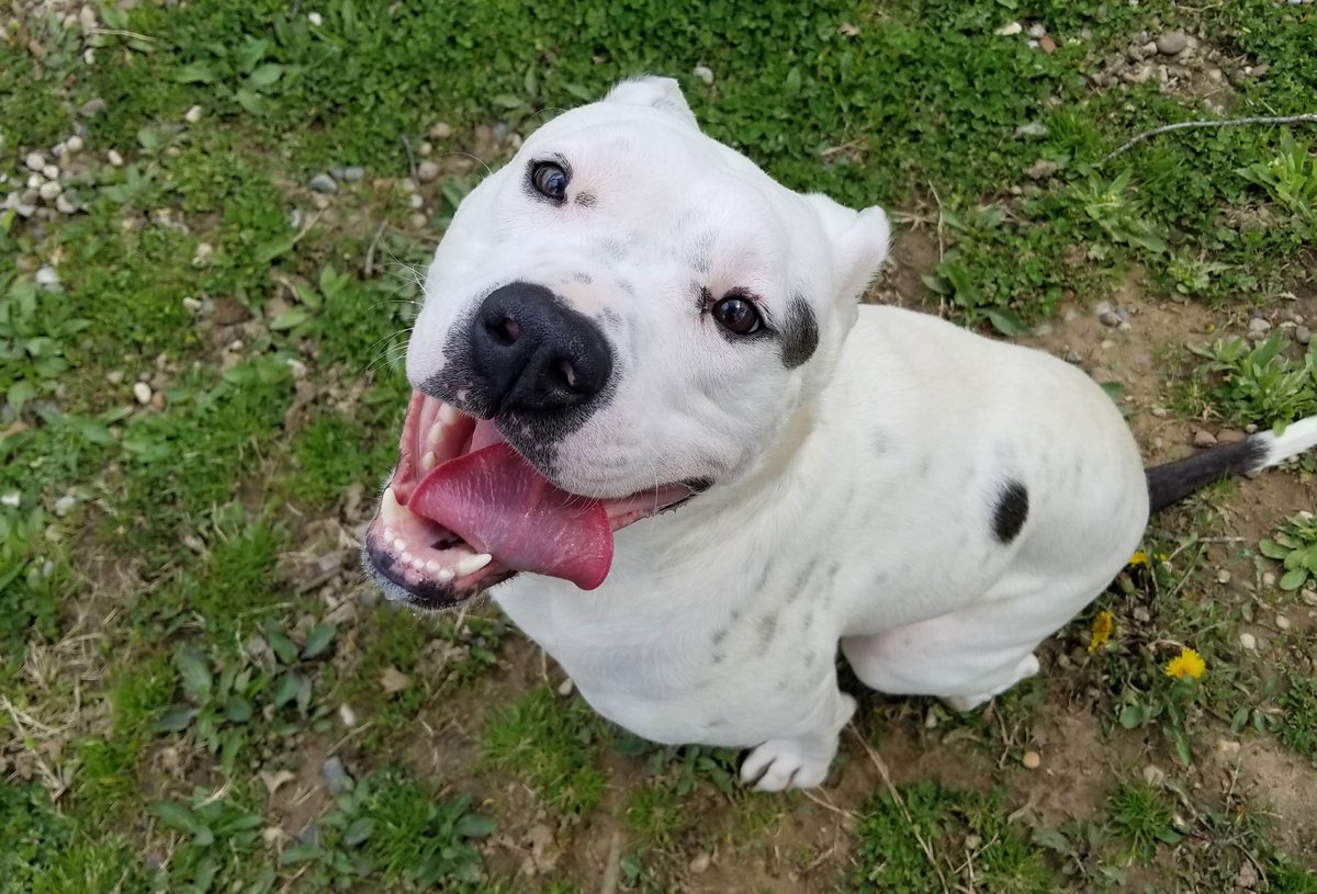 KY Humane Society tweet media