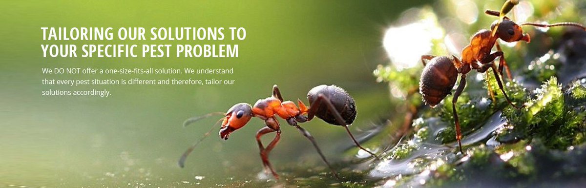 ipm_services's tweet image. #PestControl