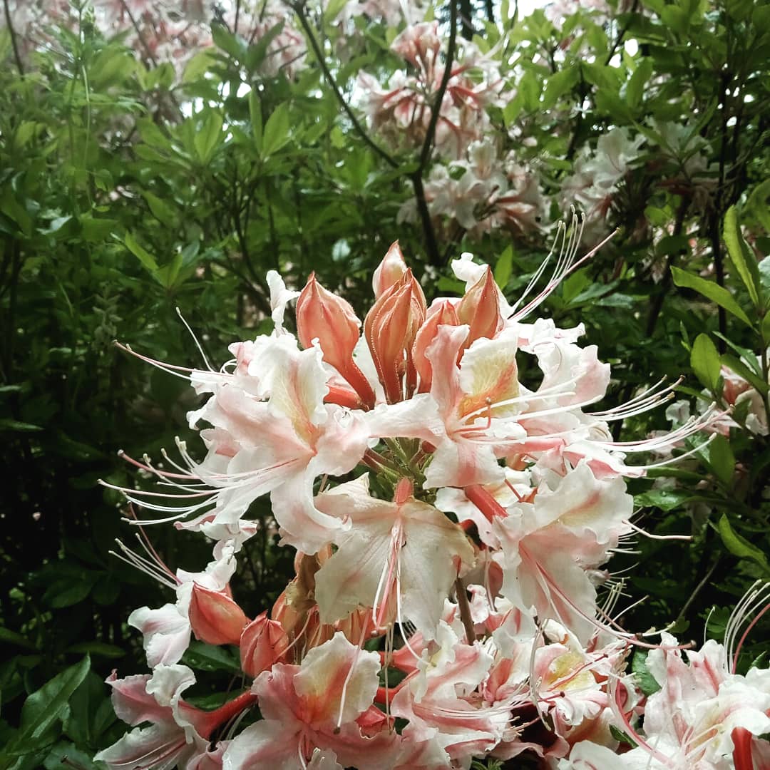 natpackertravel's tweet photo. Some pictures from inside @SFBGS I was really impressed with the #botanicalgarden although as I have spent so much time with @CheshireWT pulling balsam and destroying rhododendron my fingers were itching when I saw these being grown 😂 #USpacker https://t.co/OEbGmn3M0U
