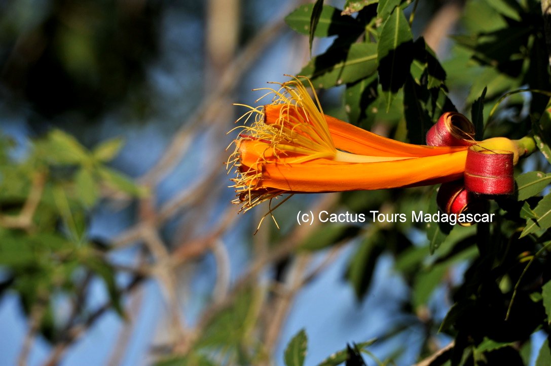 MadagascarTours's tweet photo. A flower of a 700 years old Baobab at Tsimanapetsotse Madagascar - in February 2018. by https://t.co/4JmHo3kRjV https://t.co/uLtOy4yFOQ