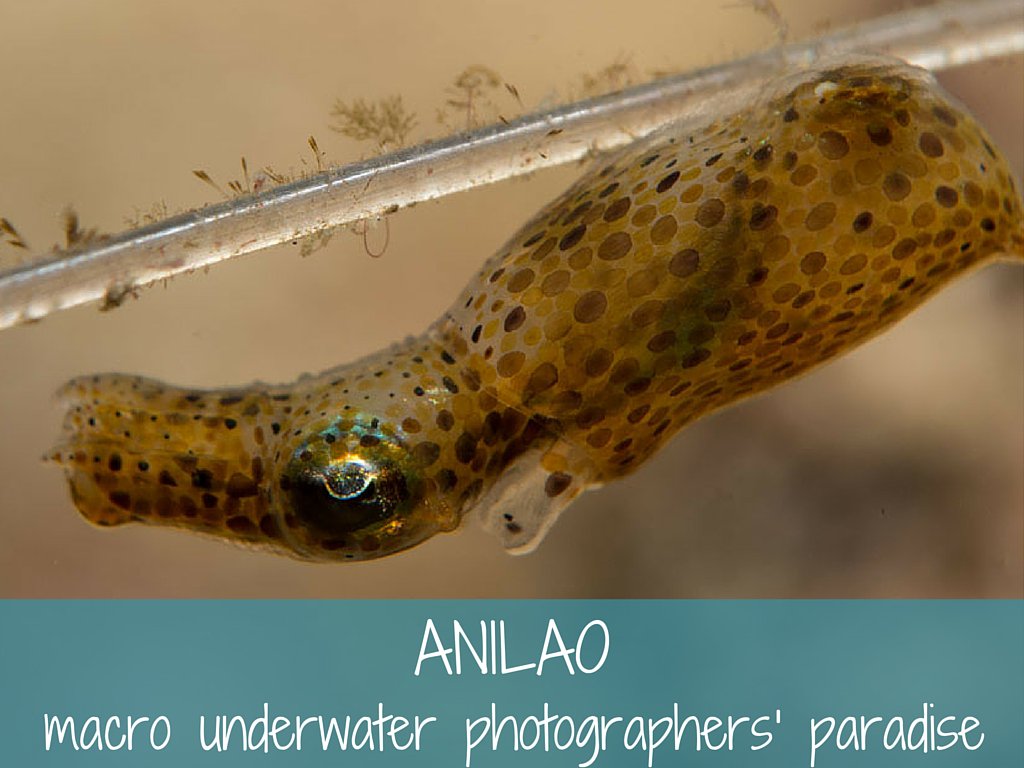 morefundiving's tweet photo. Anilao - the macro underwater photographers' paradise https://t.co/auGSdKfWfH #scuba https://t.co/X0l3xPiNpy