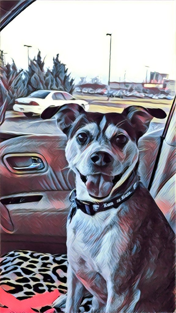 OurDogsAreArt's tweet photo. This is Gus, he is a 7 year old rescue mix breed. After being rescued Sir Gustafson cant stop smiling 😁

#dogsareart #dogart #dogsoftwitter #dogslife #art #dog #cutedog #dogs
Photo credit: @itsSirGustafson https://t.co/knxsZViIzr