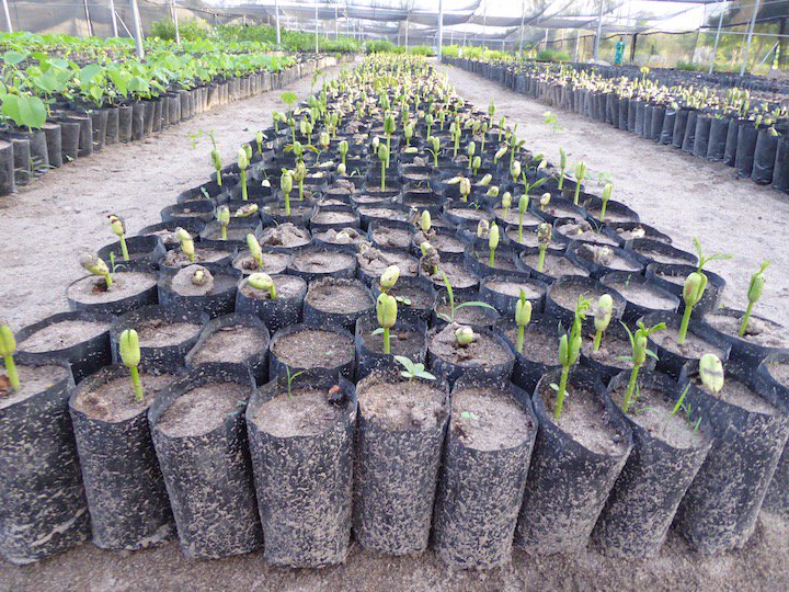 Caro Nut tweet media