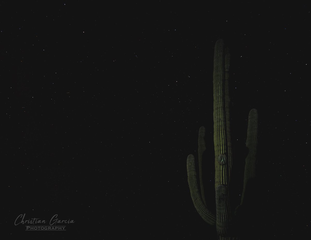 Christian Garcia A Saguaro Under A Clear Sky Full Of Twinkling Stars Saguaronationalpark Astrophotography