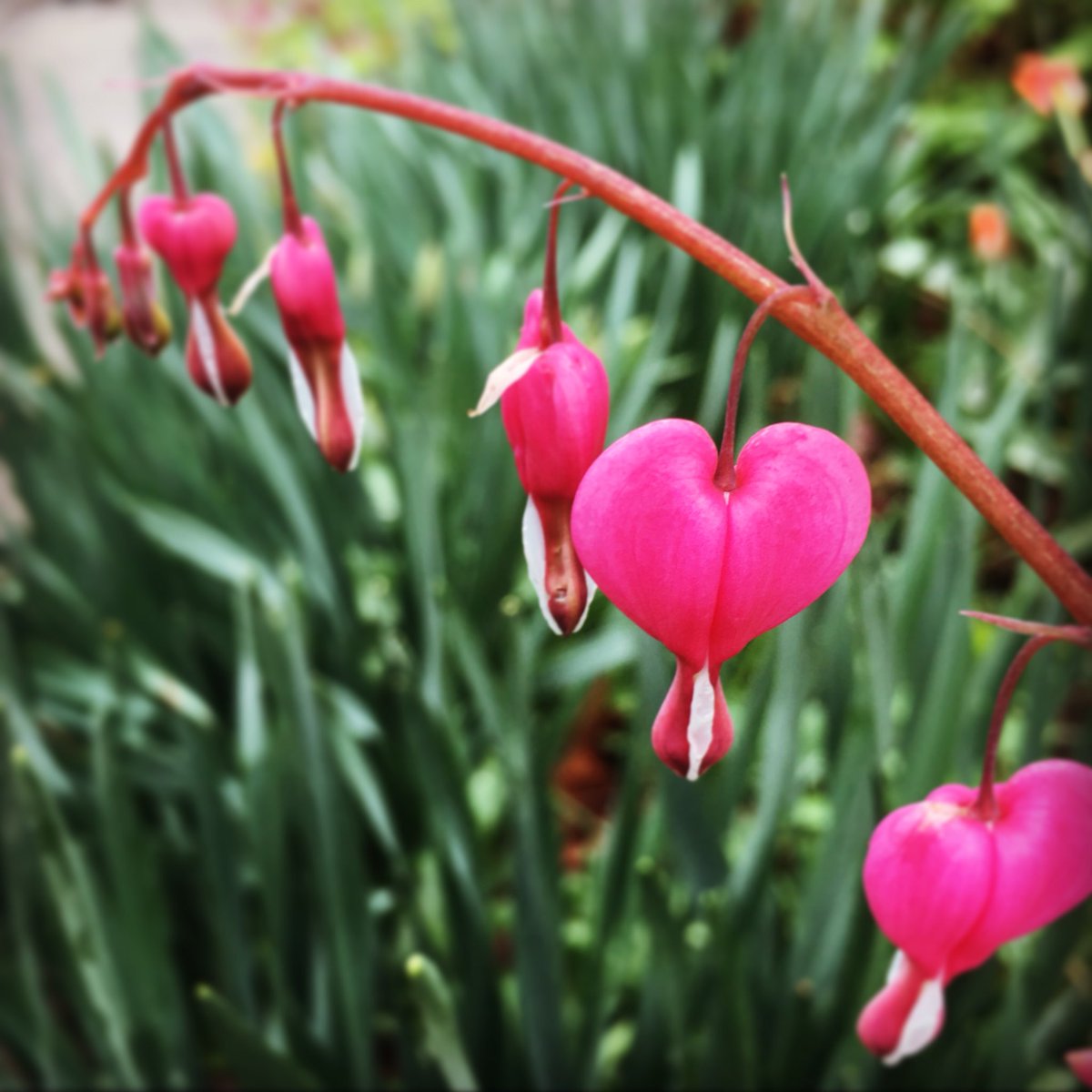 RaeRear's tweet photo. 💓💓💓 #BleedingHearts #SpringtimeInBrooklyn #Spring #Brooklyn #FinallySpring https://t.co/XXXS6axvUL