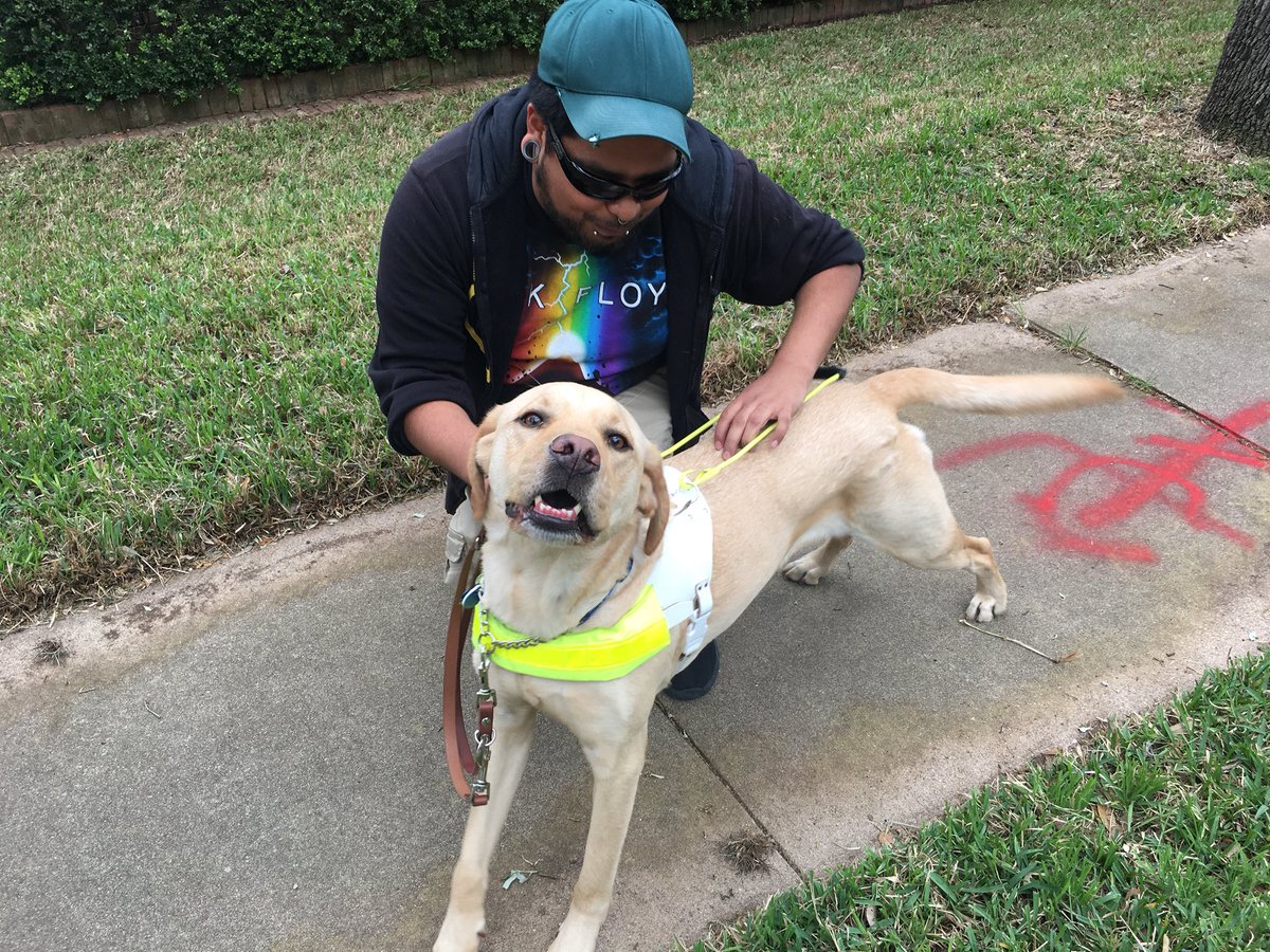 StevenIsACult's tweet photo. Happy #InternationalGuideDogDay #GuideDogLife #GDTX #FatBoys First photo is of Finn looking up at the camera smiling. Second photo is of me scratching Finn while on a walk and he’s making a really silly face right before zooming in circles around https://t.co/CzHAdCZLtL