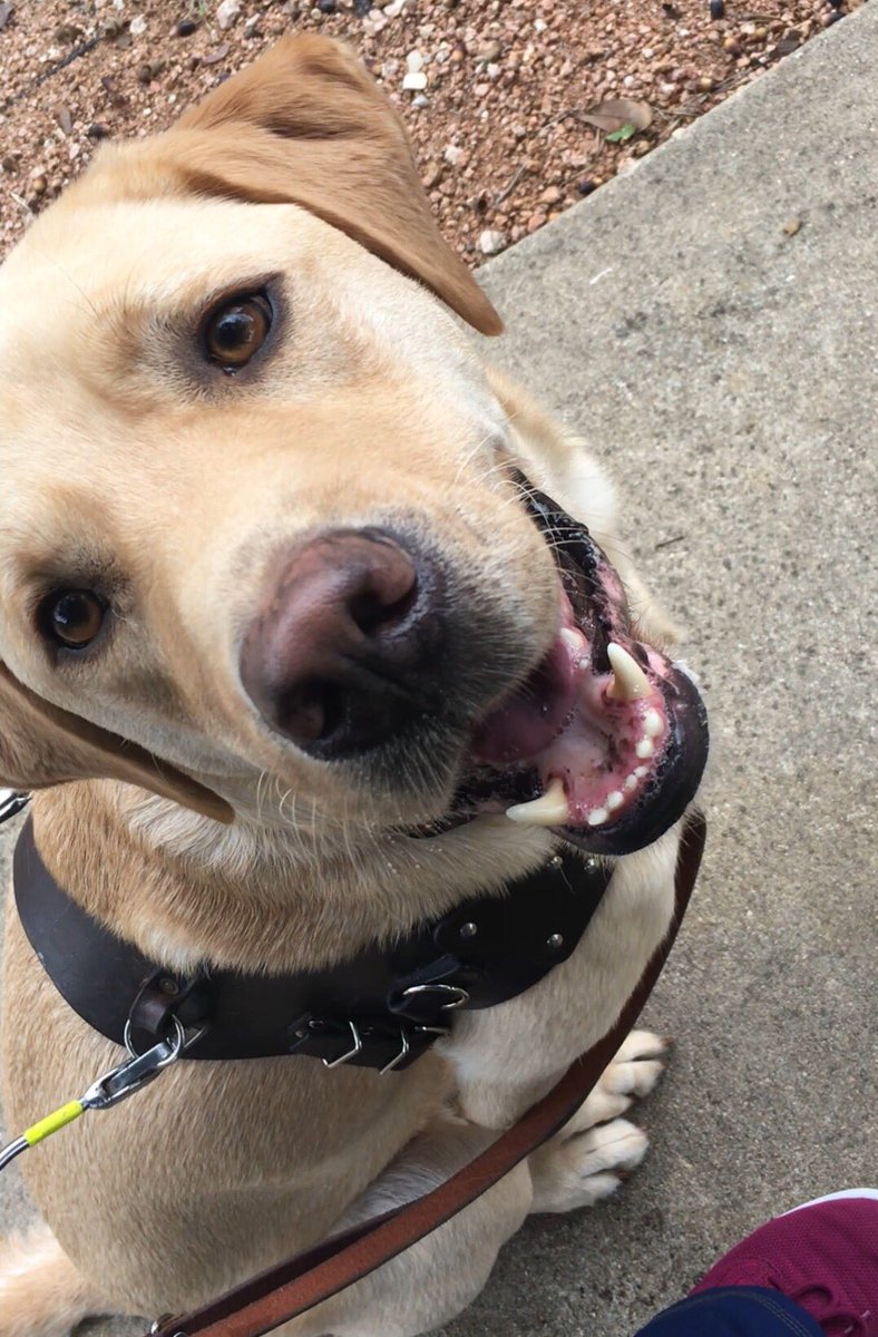 StevenIsACult's tweet photo. Happy #InternationalGuideDogDay #GuideDogLife #GDTX #FatBoys First photo is of Finn looking up at the camera smiling. Second photo is of me scratching Finn while on a walk and he’s making a really silly face right before zooming in circles around https://t.co/CzHAdCZLtL