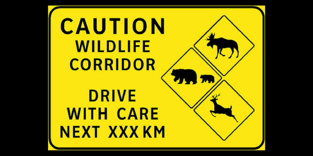 RoadSafeAtWork's tweet image. Tailgate meeting guide: Avoiding collisions with wildlife. ow.ly/7Qxw30jG5BC #roadsafety #safe #driving #wildlife #collisions