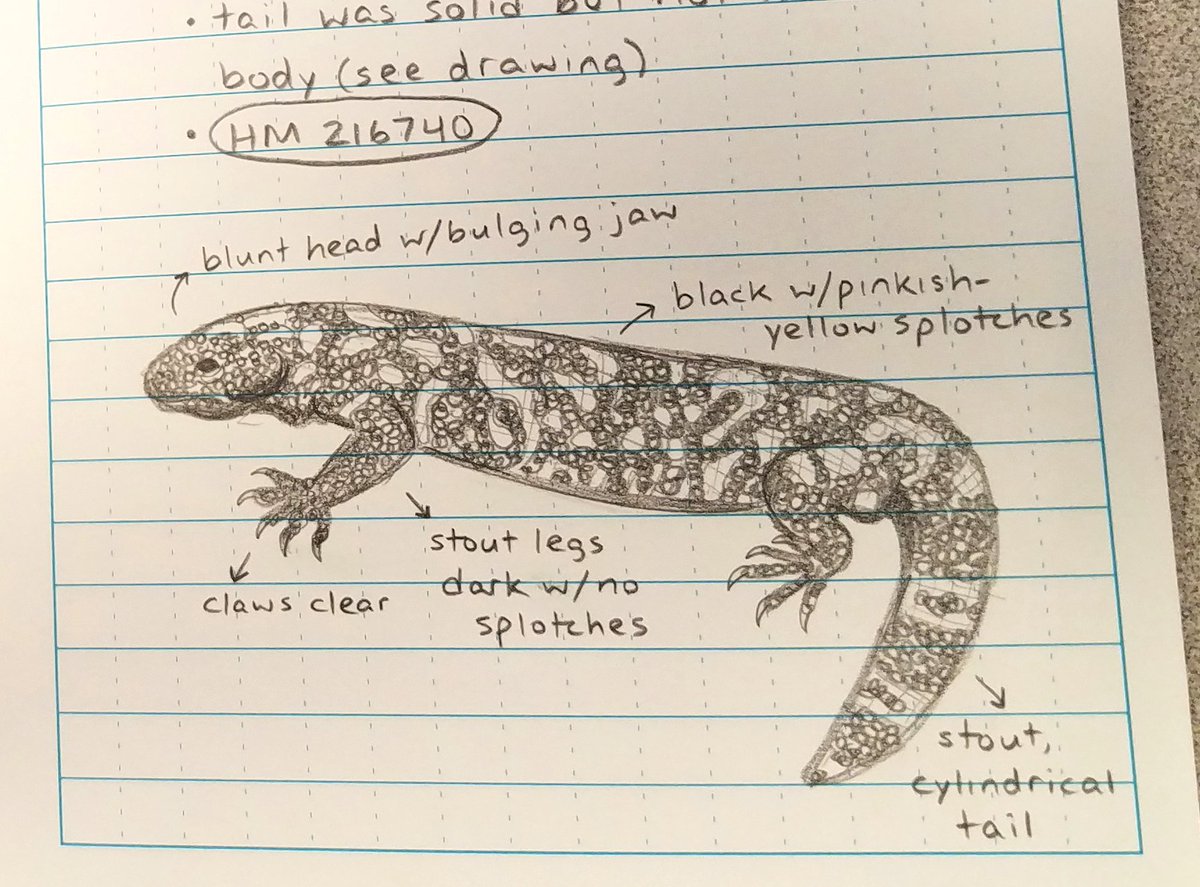 AllThatWildlife's tweet photo. #Herpetology field notebook entry for my Gila Monster sighting!
#herping #herp #class #fieldnotebook #fieldnotes https://t.co/bF1TKMsnMy