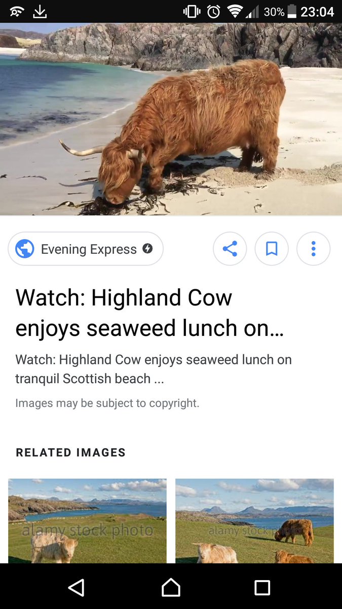 KHmac82's tweet photo. @Expedia #ExpediaChat who needs swimming pigs when you have munching Highland cows. #Clachtollbeach https://t.co/jBwRnHu3wj
