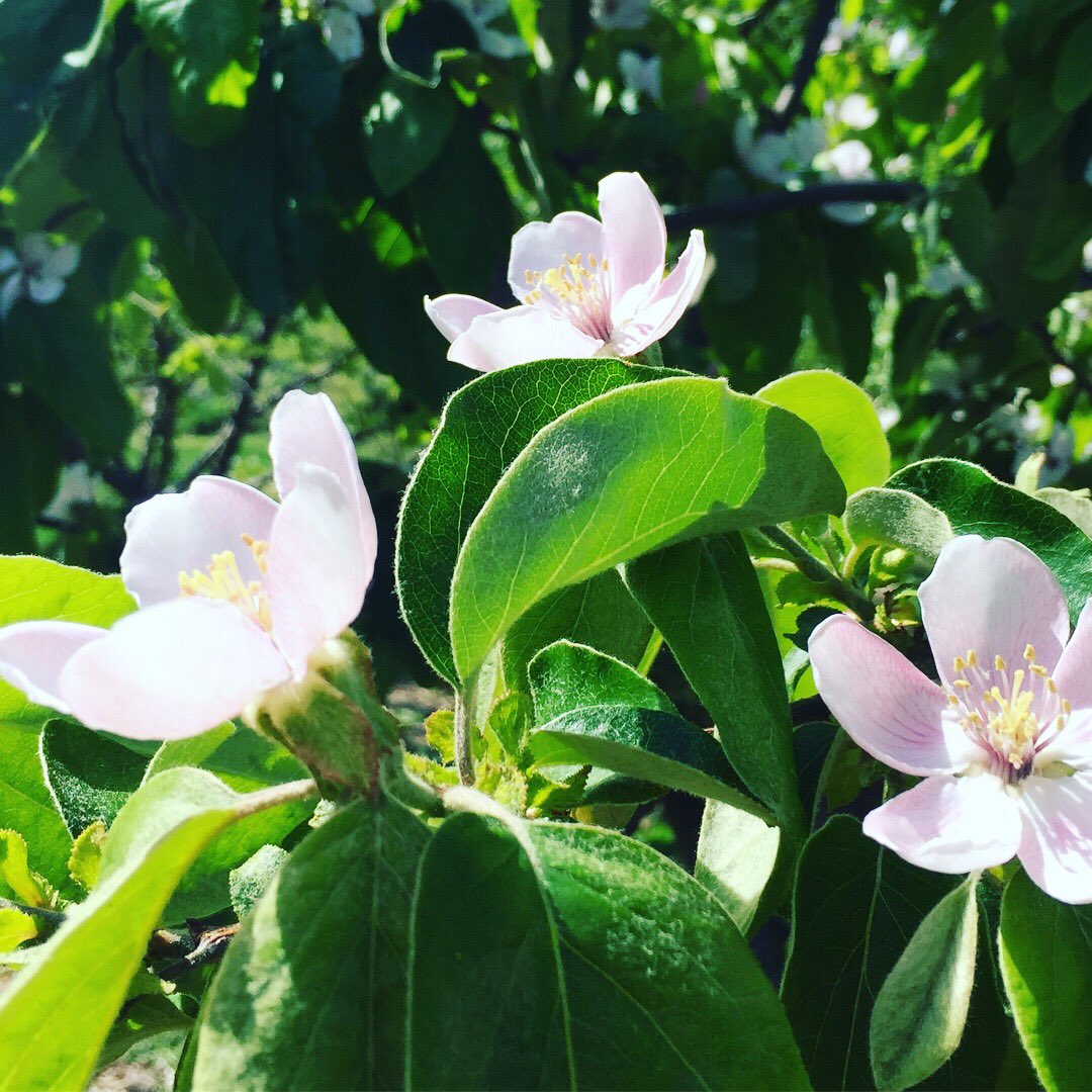 Our lovely quince trees are blooming and ready for another great season. #fruitsofdiversity #quince #goodfood #portlandfruittreeproject