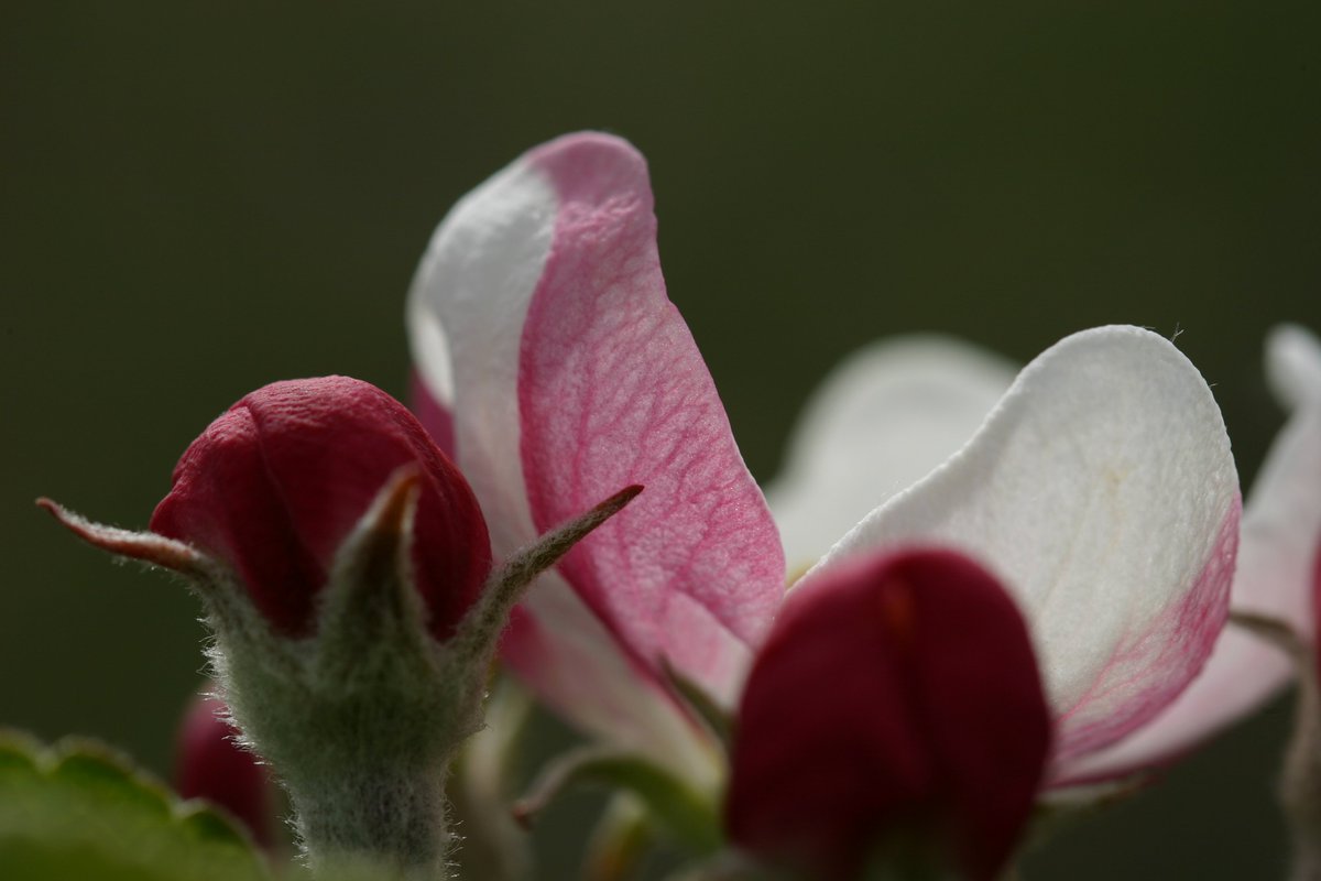 The beauty of apple flowers.....