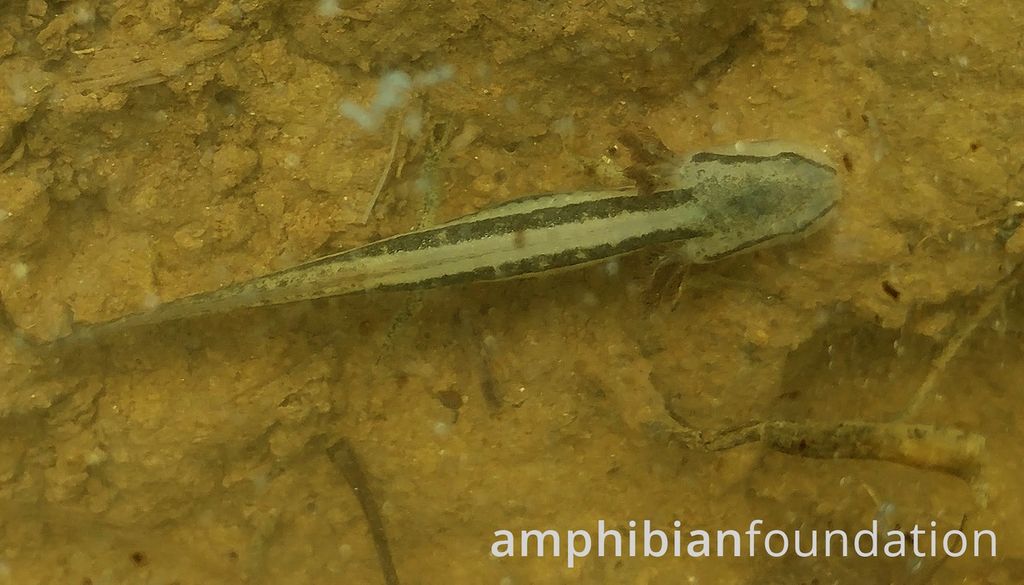 markmandica's tweet image. A larval Frosted Flatwoods Salamander. Yes, I have posted images of these before — but this picture was taken today in our first completed tri-phasic #mesocosm (only 19 more to go!)

Animals will metamorphose in their own &apos;mini-wetland&apos; &amp;amp; mature, &amp;amp; in a couple of years — Breed.