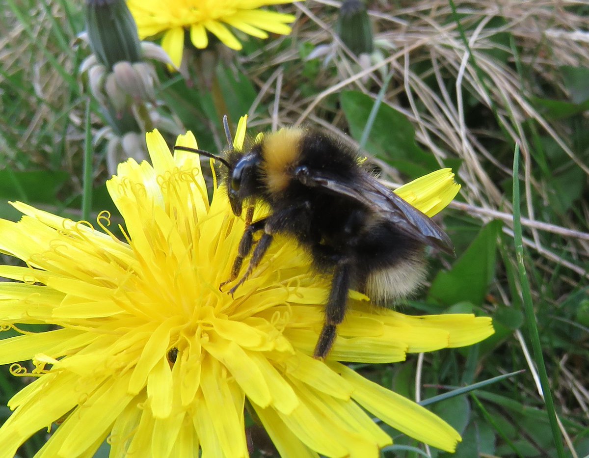 #TunstallHills and a new bumblebee for me today. Bombus sylvestris (Forest or Four-coloured Cuckoo Bee). It is parasitic on B. pratorum.  Also many Andrena fulva & A. haemorrhoa (Tawny & Orange-tailed Mining bees)  about and my first Wall butterfly of the year