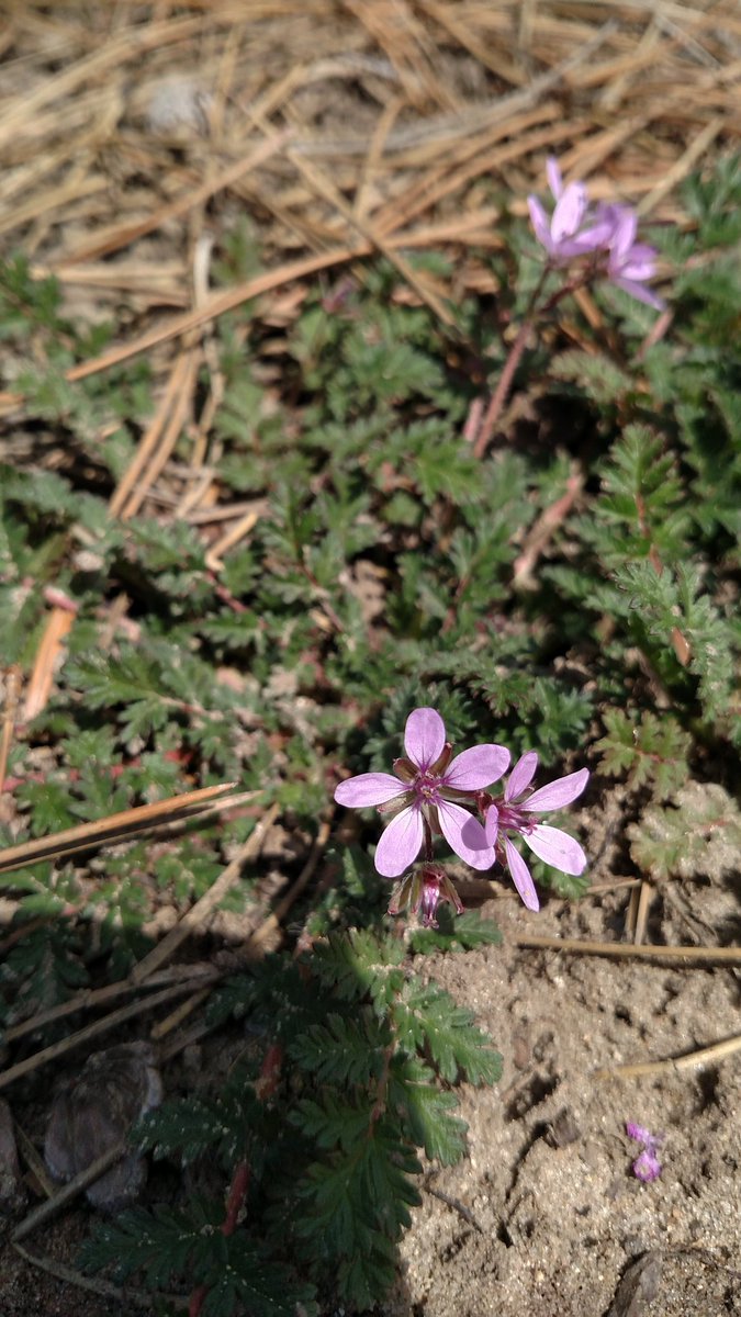 t_abee33's tweet photo. I love when I meet new people.
#beawildflower #troutlily #wildflowersrule #plantsarecool #andneatforyou #natu https://t.co/PRwwAK6Jgz