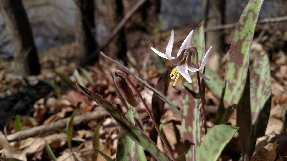 t_abee33's tweet photo. I love when I meet new people.
#beawildflower #troutlily #wildflowersrule #plantsarecool #andneatforyou #natu https://t.co/PRwwAK6Jgz