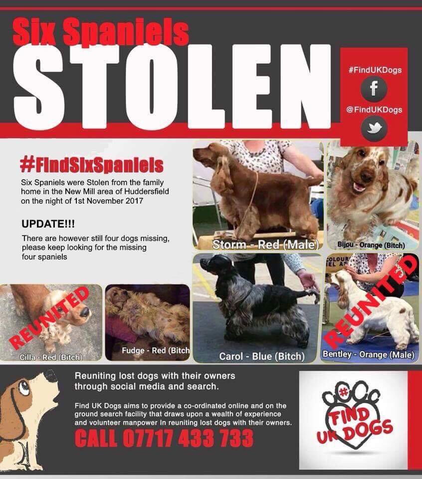 DO YOU KNOW THIS PERSON
       ⚡️⚡️ #stolen ⚡️⚡️
#findsixspaniels 2WERE DUMPED IN #Darlington CILLA&BENTLEY
we all know what happened to Bentley 🌈
We owe it to him to get the other four home safe 
Their owner is completely heartbroken WHO CAN TREAT ANIMALS THIS WAY
