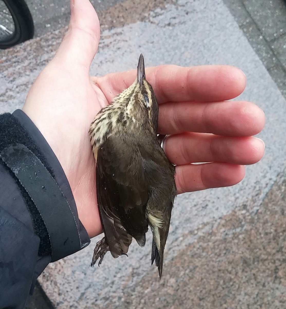 SafeWingsOtt's tweet image. Northern Waterthrush killed by #windowcollision at @NatGalleryCan today. Please let director @marc_mayer and Heritage Minister @melaniejoly know you care about the many hundreds of birds dying there every year, and demand meaningful action. #ottbird #ottnews