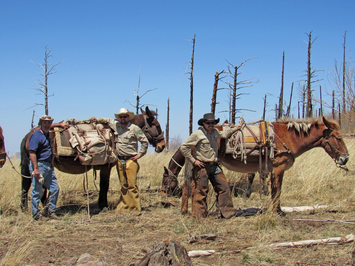 swrsamnh's tweet photo. New tech meets Old West! Here are two of the @USFSSouthwest mules that helped haul about a ton of cement and equipment to the top of the #Chiricahua mountains to help install a weather station. You can check out the data at https://t.co/hYnPTpXyph #climate #mules @CoronadoNF https://t.co/KO8AzB6DT7