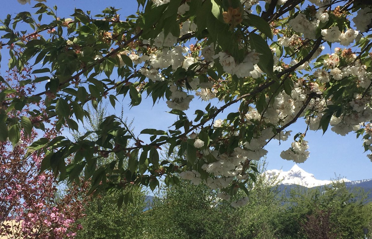 OwnerRelations's tweet photo. Spring has arrived at our office this week #spring #ExploreSquamish #CONDO #CONDOHOTEL #FRACTIONALHOTELS #TIMESHARE #HOA'S #RESIDENCECLUBS #OWNERACCOUNTING https://t.co/et1vgqJrEP