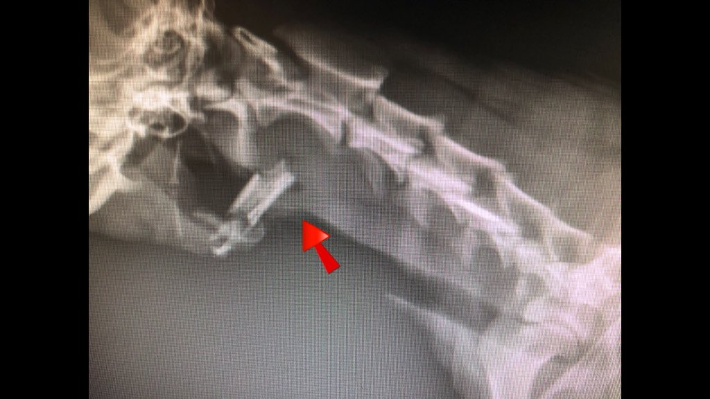 Arrowdogandcat's tweet photo. CHICKEN BONES... OHHHH NO
We would like to take this time to remind everyone how dangerous table scraps can be for your furry friend. In a recent visit at Arrow Dog and Cat Hospital a patient had a chicken bone caught in his Esophagus. For full story check out our Facebook!! https://t.co/LP4pJ2ockH