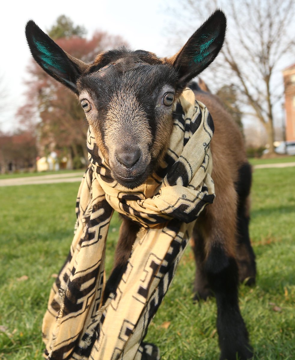 PurdueAg's tweet photo. If you say "kid in Purdue gear" around #PurdueAg, our brains go here. 🐐 This baby goat (kid) is showing her school pride for #PurdueDayOfGiving!

Share a picture of your (human) kid in Purdue gear from 7-8 p.m. &amp; one of your pet in Purdue gear from 8-9 p.m. with the 2 hashtags. https://t.co/A4UEIyNWxo