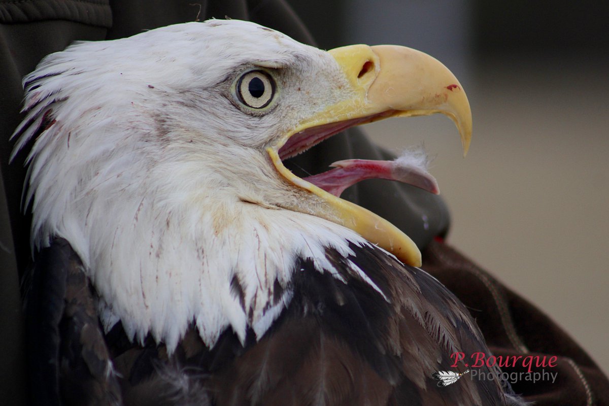 TrishaBourque's tweet photo. I've been in the presence of many Eagles, but to be present at a release right after laying to rest an Elder who meant so much, my heart hurt for #Kitpu, was a sad day for me. https://t.co/UyZfRgQA3y