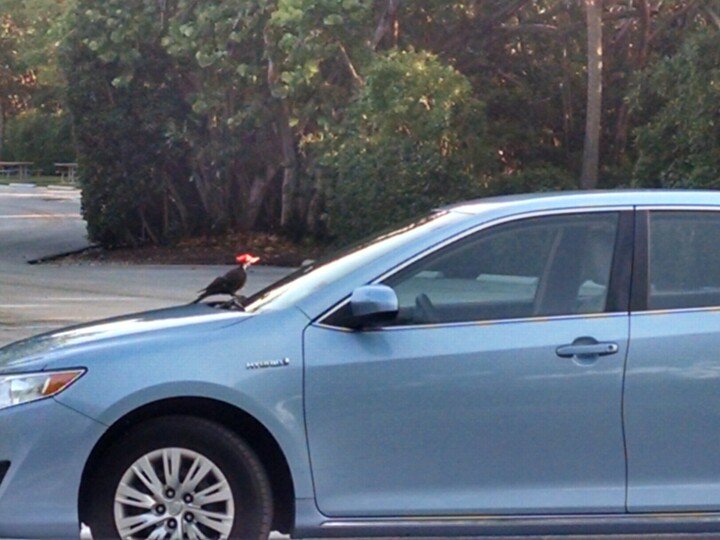 PerseveranceTrd's tweet photo. Who is that looking at me? #woodpecker #wildlife #BocaRaton  #RedReefPark @cityofbocaraton went around 3 times https://t.co/1TPp8NUC0i