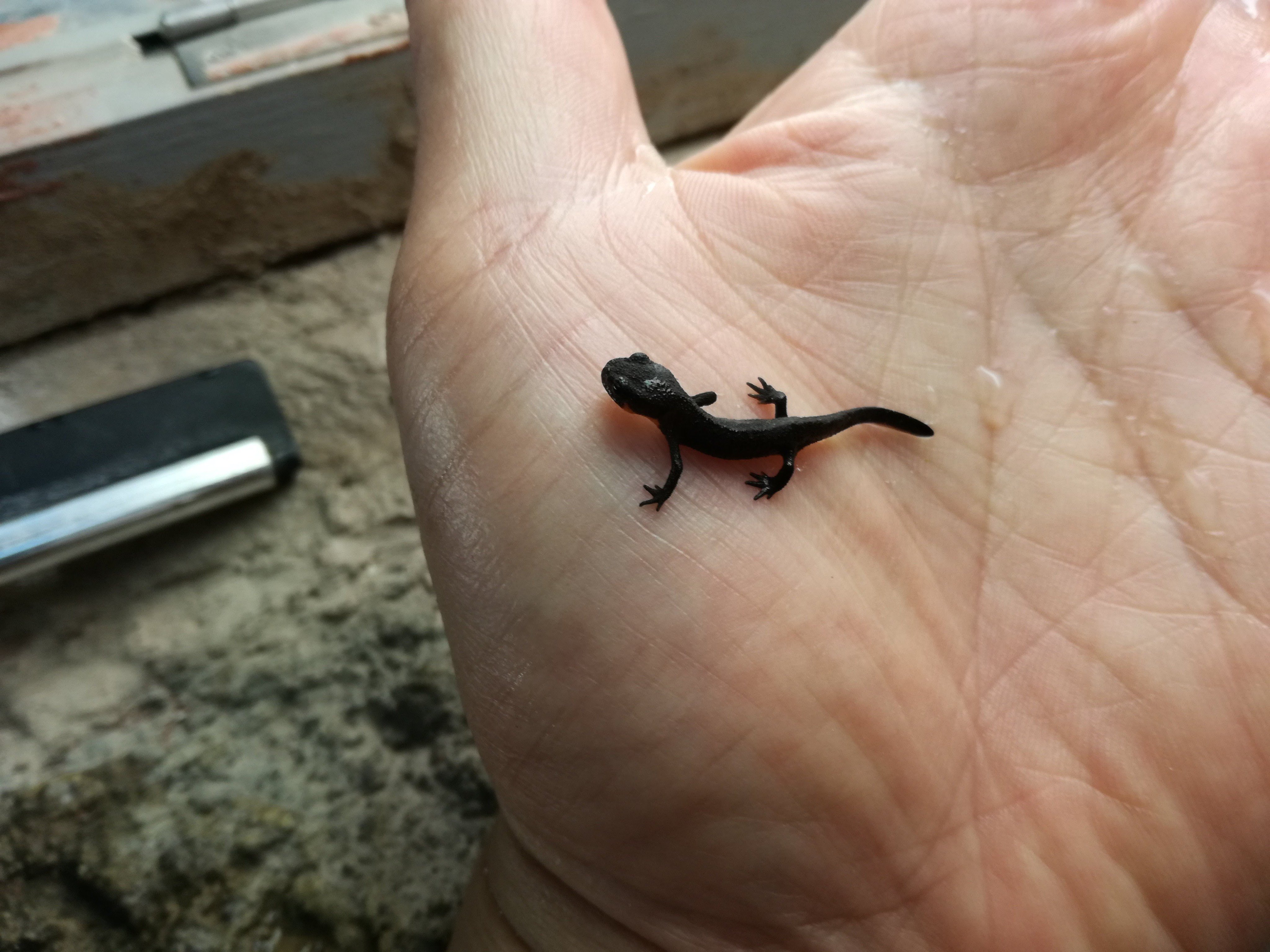 井の頭自然文化園 公式 アカハライモリの展示水槽を掃除していると 子どもを発見しました 水槽 で卵を見つけると裏に下げてイトミミズなどをあげて育てているのですが 見つけられなかった卵が水槽でふ化してここまで育った様です 特別なお世話もしてい